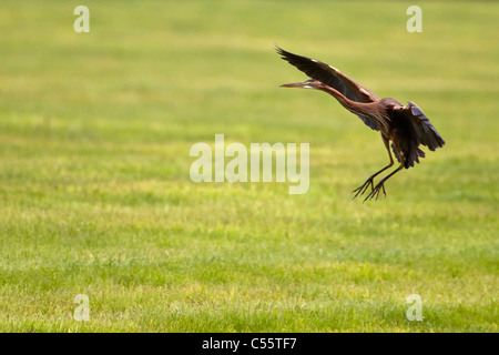 The Netherlands, Groot Ammers, Purple Heron, Ardea purpurea, flying. Stock Photo