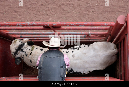 Participant in the Annual Indian Rodeo held in Mescalero, New Mexico, getting a bull ready for the bull riding competition. Stock Photo