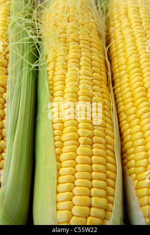Closeup of yellow corn with additional ears of corn in the background Stock Photo