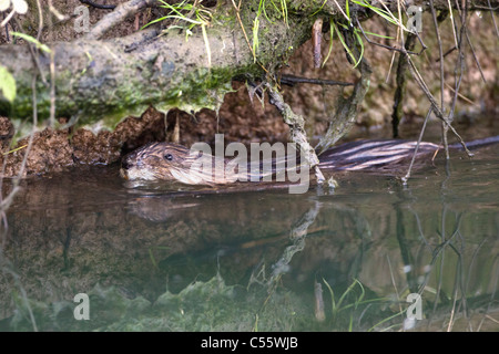 The Netherlands, Werkendam, De Biesbosch national park. Muskrat, Ondatra zibethicus. Stock Photo