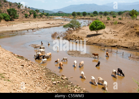 Cattle drinking at a river in the Lower Omo Valley, Ethiopia. Stock Photo