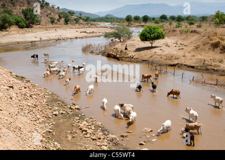 Cattle drinking at a river in the Lower Omo Valley, Ethiopia. Stock Photo