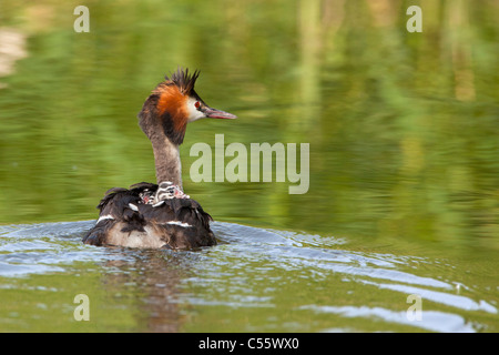 The Netherlands, Werkendam, De Biesbosch national park. Great Crested Grebes, Podiceps cristatus. Young on the back of female. Stock Photo