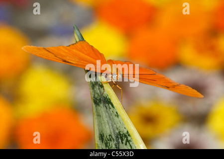 A Butterfly, The Dryas iulia, Amid The Blazing Colors Of Spring, Julia Heliconian Stock Photo