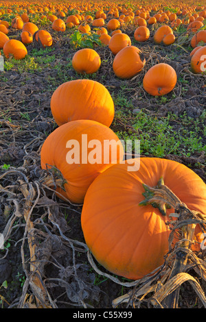 Pumpkins in a field, Saanich Peninsula, Vancouver Island, British Columbia, Canada Stock Photo