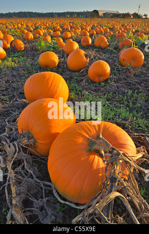 Pumpkins in a field, Saanich Peninsula, Vancouver Island, British Columbia, Canada Stock Photo