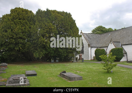 Ancient yew by St Digain's Church in Llangernyw in Wales Stock Photo