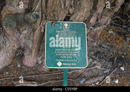 Sign by old yew in Llangernyw in Wales Stock Photo