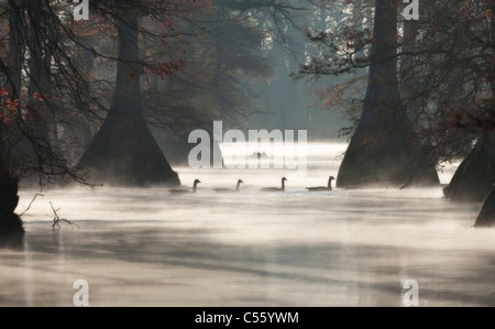 Canadian geese (Branta canadensis) swimming in a lake, Arkansas, USA Stock Photo