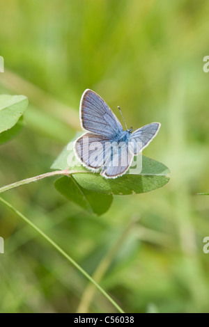 The Mazarine Blue (Polyommatus semiargus or Cyaniris semiargus) Stock Photo