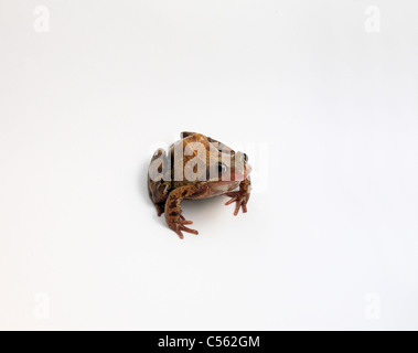 cutout of Rana Temporia common frog UK specimen against a white background Stock Photo