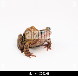 cutout Rana Temporia common frog UK specimen against a white background Stock Photo