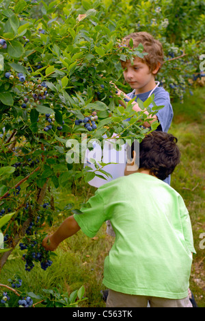 Twin 6 year-old boys picking blueberries. Stock Photo