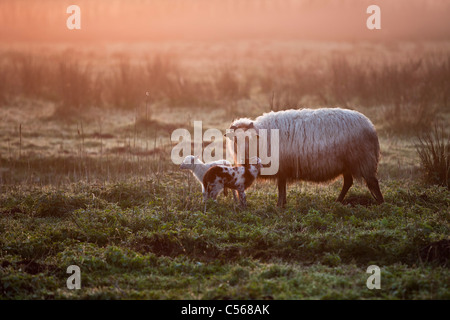 The Netherlands, Nederhorst den berg, Sheep and lamb at sunrise. Stock Photo