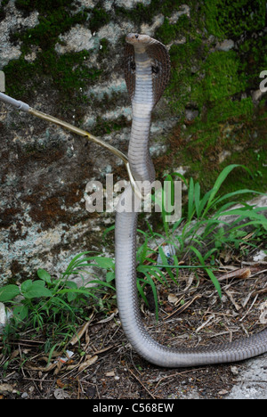 indian spectacled cobra close-up Stock Photo