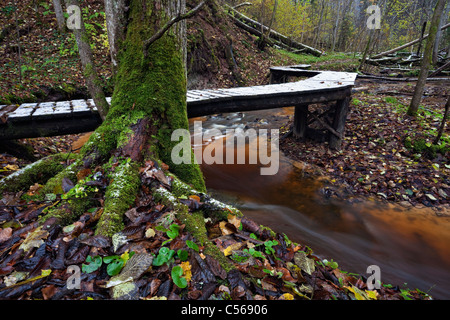 Nature trail via woodland and Vejupite river valley  in Gauja National Park Stock Photo
