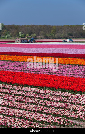 The Netherlands, Vogelenzang, Flower and tulip fields. Stock Photo