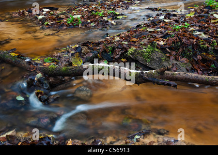Woodland and Vejupite river valley  in Gauja National Park Stock Photo