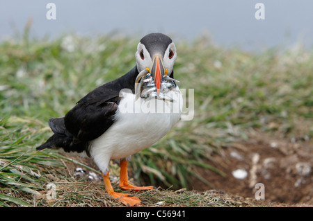 Atlantic Puffin, Fratercula arctica. With Sandeels in mouth. On Lunga in the Treshnish Isles, Scotland, UK. Stock Photo