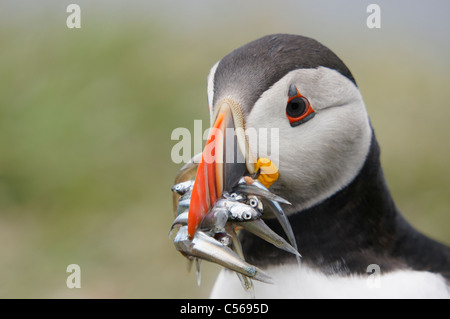 Atlantic Puffin, Fratercula arctica. With Sandeels in mouth. On Lunga in the Treshnish Isles, Scotland, UK.