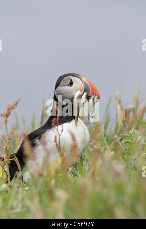 Atlantic Puffin, Fratercula arctica. With Sandeels in mouth. On Lunga in the Treshnish Isles, Scotland, UK.