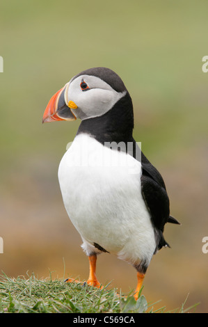 Atlantic Puffin, Fratercula arctica. On Lunga in the Treshnish Isles, Scotland, UK. Stock Photo