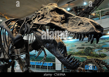 Tyrannosaurus Rex head in display. Beijing, China. Stock Photo