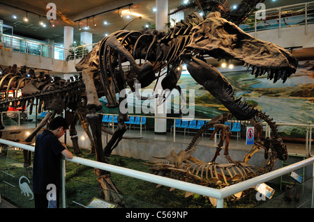 Fossil Tyrannosaurus Rex  skeleton in display. Beijing, China. Stock Photo