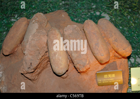 A cluster of fossilized dinosaur eggs. Beijing, China. Stock Photo