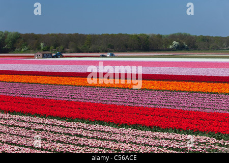 The Netherlands, Vogelenzang, Flower and tulip fields. Stock Photo