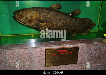 Coelacanth (Latimeria chalumnae) specimen in display. Beijing, China. Stock Photo
