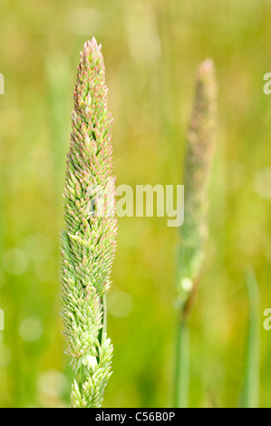 Yorkshire fog or common velvet-grass (Holcus lanatus) Stock Photo