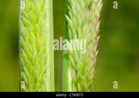 Yorkshire fog or common velvet-grass (Holcus lanatus) Stock Photo