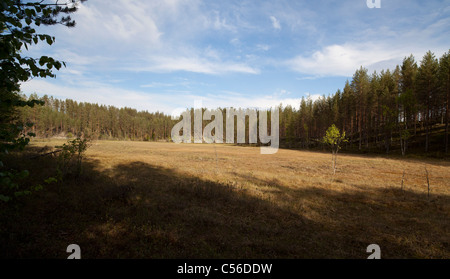 Swamp in the middle of glacial esker ridges in taiga forest . Was formerly a small lake but is now overgrown and turned into a swamp bog , Finland Stock Photo
