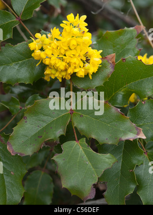 Creeping Barberry (Mahonia repens) Stock Photo