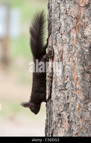 Abert's Squirrel (Sciurus aberti) a.k.a. tassel-eared squirrel Stock Photo