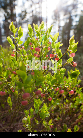Closeup of wild blueberry ( Vaccinium myrtillus ) bush with raw berries at Spring  , Finland Stock Photo