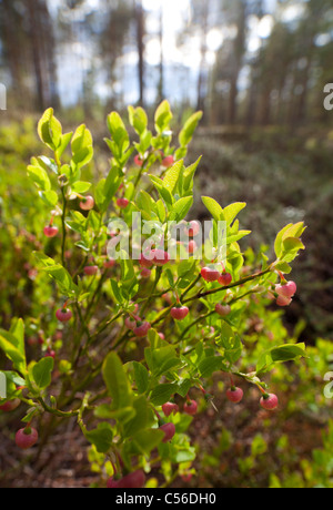 Closeup of wild blueberry ( Vaccinium myrtillus ) bush with raw berries at Spring  , Finland Stock Photo