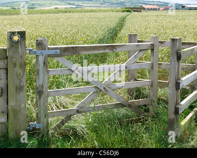 A gate on to a narrow footpath through a field of wheat Stock Photo
