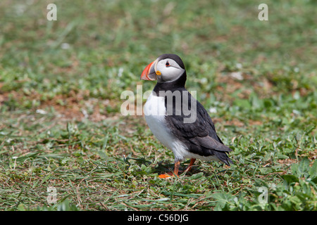 Atlantic Puffin Fratercula arctica adult in breeding plumage Stock Photo