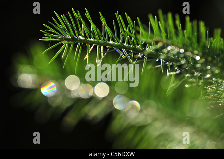 Pine boughs on Mount Lemmon, Santa Catalina Mountains, Coronado National Forest, Sonoran Desert, Summerhaven, Arizona, USA. Stock Photo