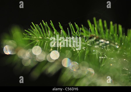 Pine boughs on Mount Lemmon, Santa Catalina Mountains, Coronado National Forest, Sonoran Desert, Summerhaven, Arizona, USA. Stock Photo