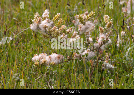 Dwarf Willow Salix herbacea showing flowers and seeds Stock Photo