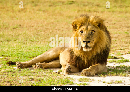 Male Lion in Mombo, Okavango Delta Botswana Stock Photo