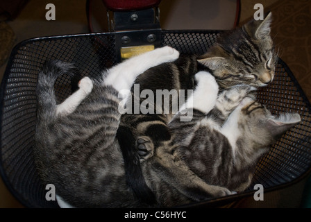 Two kittens sleeping together in a basket.. © Craig M. Eisenberg Stock Photo