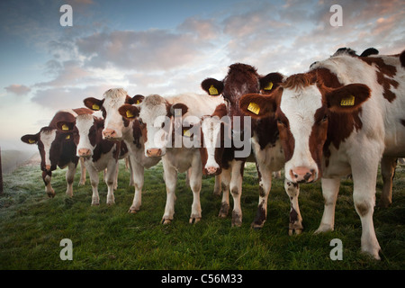 The Netherlands, Nederhorst den Berg. Cows in morning mist. Stock Photo