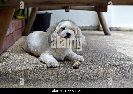 Shih Tzu Maltese Small white cross-bred terrier dog guarding bone Stock Photo