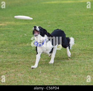 2010 AWI World Disc Dog Champion Border Collie 'Harley Davidson' running to catch a Frisbee Stock Photo