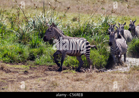 Herd of Zebras in Nairobi National Park, Kenya Stock Photo