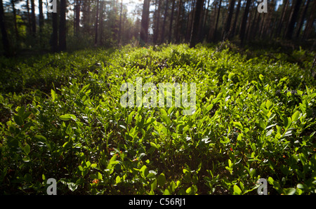 View of growing wild  blueberry ( Vaccinium myrtillus ) underbrush at Spring , Finland Stock Photo